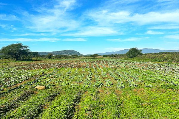 WhatsApp-Image-2026-03-09-at-12.20dddd