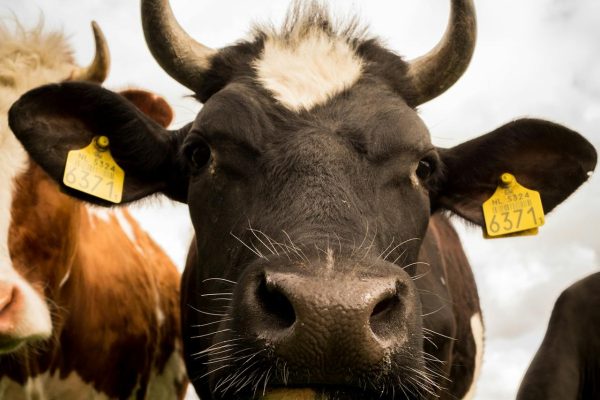 pexels-clickerhappy-591 (1)