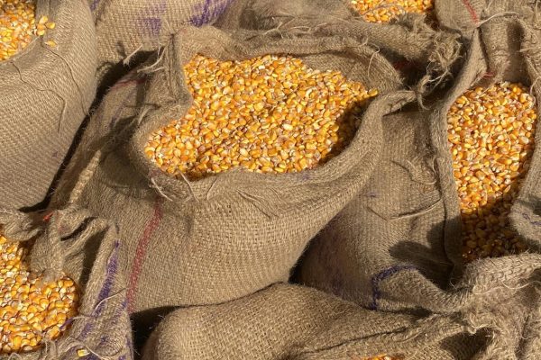 pexels-dptc-india-2149353459-32506154